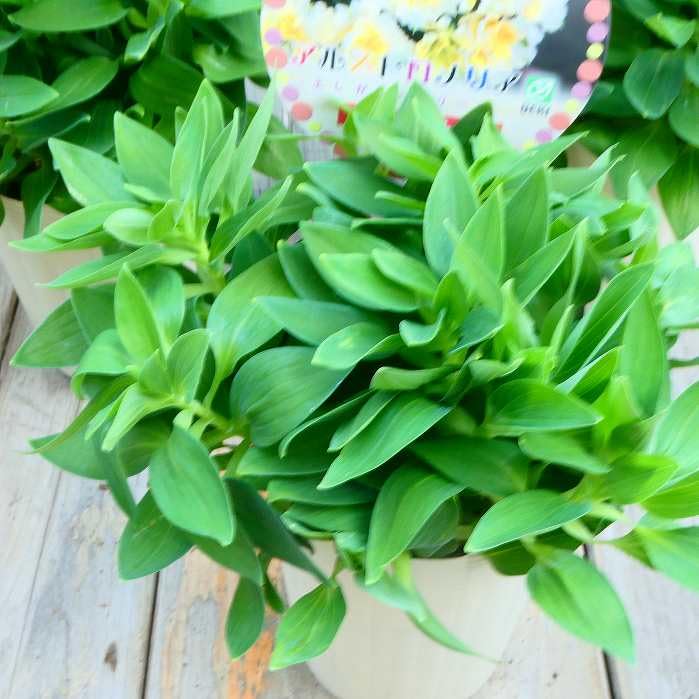 アルストロメリア苗 Amazon.co.jp: アルストロメリア 苗 イェントル フリンジ咲き 3.5号