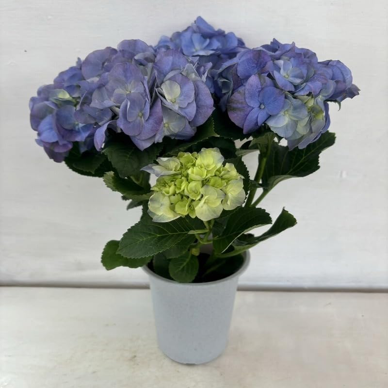 【専用商品】　アジサイ　オーダーアソート　8寸2鉢 紫陽花 Amazon.co.jp: アジサイ シュガー ブルー あじさい 紫陽花 4号鉢