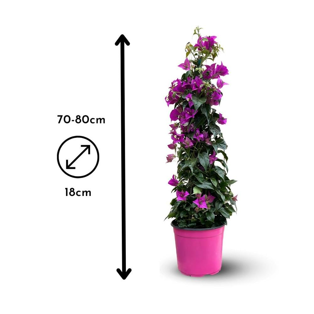 Attitude Jardin - Bougainvillier pyramide - plante fleurie - 70-80 cm - ⌀ 18 cm - plante d'extérieur