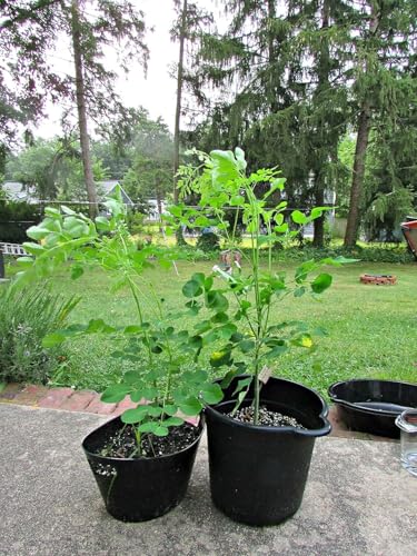 Image of Moringa Live Plant with Pot | Drumstick Sahjan Medicinal Tree Plant | Fast Growing Nutrient Rich Outdoor Herbal Plant for Home Garden Terrace Backyard Farming | Pack of 1