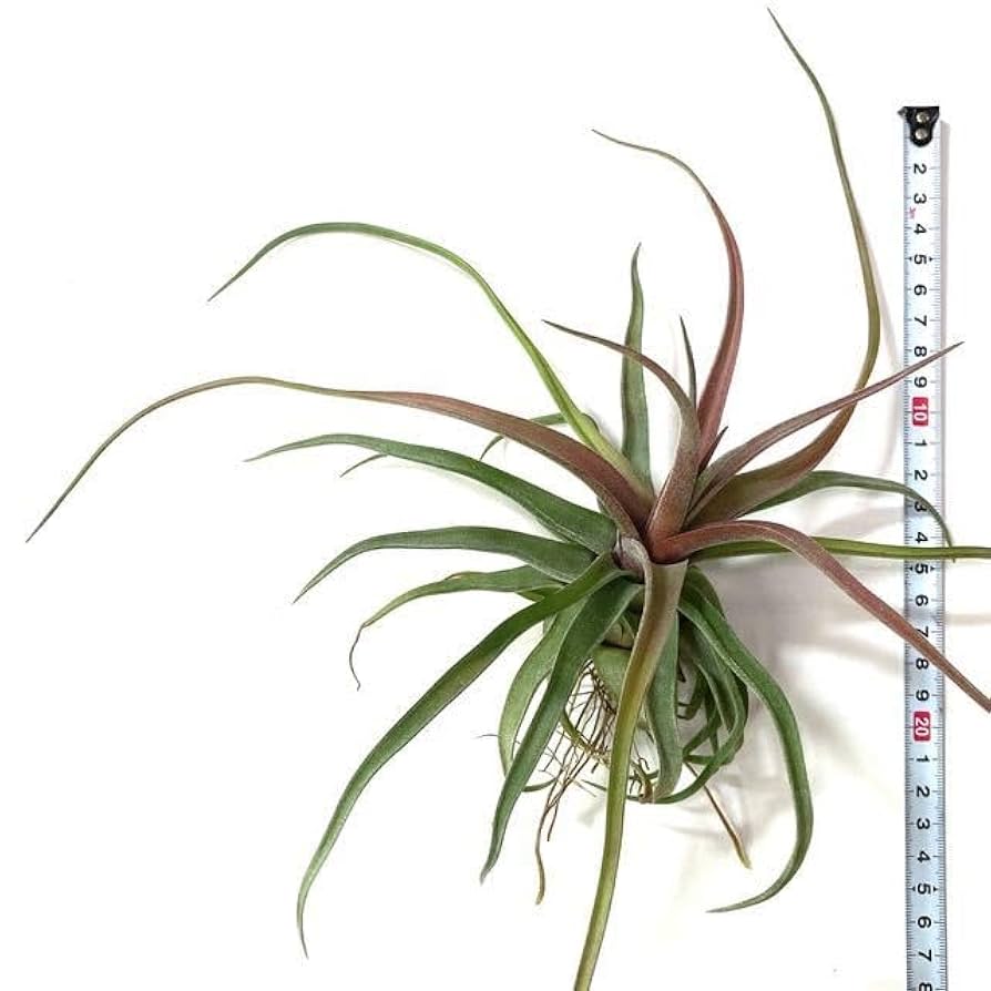 Amazon.co.jp: (現品) チランジア ストレプトフィラ レッド