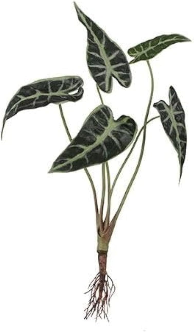 Suncoast Alocasia with Roots-Green