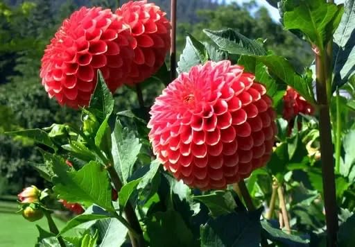 Dahlia Hybrids Mixed Color - Dahlia Flower - 30 Seeds - For Home Gardening (DE-070)