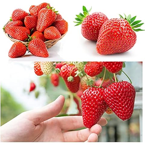 Red Climbing Strawberry Seeds for Planting, Non-GMO Heirloom Sweet and Delicious Four Seasons Fruit Plant Home Garden for Home Garden and Bonsai Planting 300+ (Fragaria × ananassa) Cover