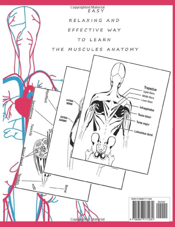 Muscles Anatomy Coloring Book: A Human Muscular System Anatomy and Physiology, Detailed Musculoskeletal Illustrations for All Students of Anatomy - Image 2