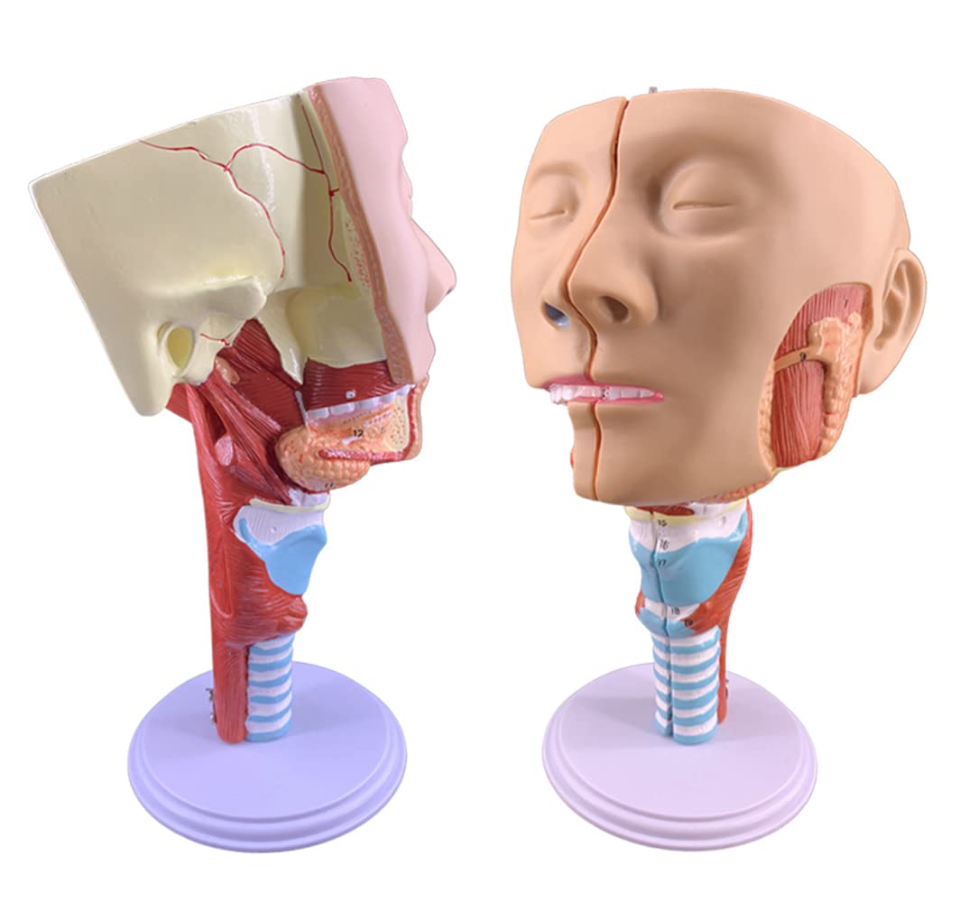 Insegnamento Medico Modello di Gola Laringe Trachea Muscolo faringeo Modello di Anatomia Bocca, Naso e Modello nasale Lingua Muscolo Anatomia Modello di Testa Naturalmente Grande