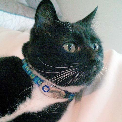 LuckyPet Bone Jewelry Collar Tag for Dogs and Cats, Custom Engraved, Durable, Quiet and Chew Proof, Attaches Flat to Any Collar, Small-Black-Bone