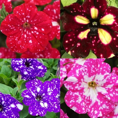 Exquisite Petunia Flower Seeds Design Illustration Exquisite Petunia Flower Seeds Design Illustration