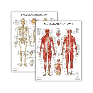 Anatomy Lab 2 PACK Muscular and Skeletal Anatomy Posters Set - LAMINATED - High Resolution Anatomy Medical Poster, 17.3 x 22.5 Inches, Perfect for Doctors, Gymnasts, and Anatomy Education
