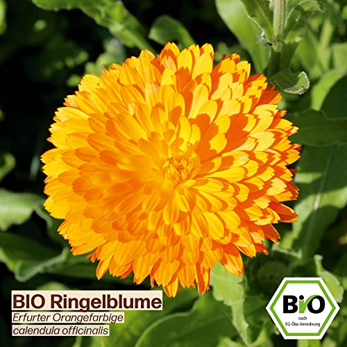 Samenliebe BIO essbare Blüten Samen Set mit 6 samenfesten Blumensamen Sorten für Garten Freiland und Balkon essbare Blüten BIO Blumen Saatgut - Image 7
