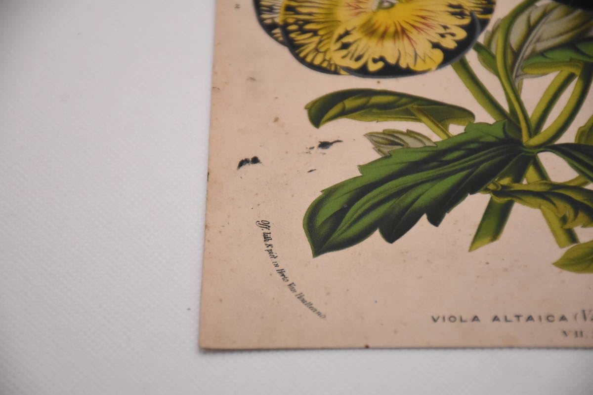 Amazon.co.jp: フランスアンティーク 博物画 植物画『VIOLA