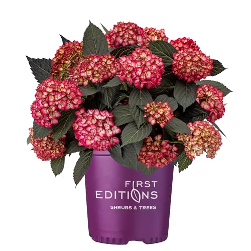 2 Gallon First Editions Eclipse Hydrangea Shrub