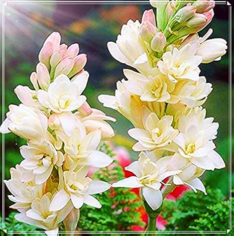 Amazon チューベローズ球根 多年生の奇花異草は美しい青春が珍しく 壮麗な色彩を持っています 派手な 綺麗な 鮮やかな 緑の 満開の花 A 球根 花