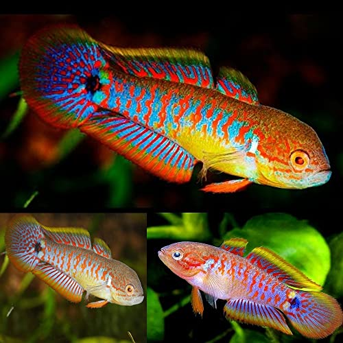 Neat&Tidy Peacock Gudgeon Juveniles (Pack of 3 Fish) - Live Fish for Aquarium Exotic Freshwater