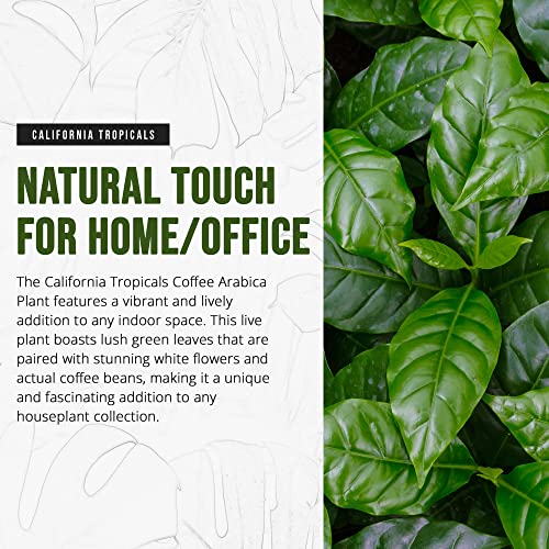 California Tropicals Arabica Coffee Plant