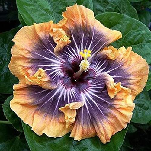 Voldrew Hibiscus zaden, 50 stks/zak hibiscus zaden tropische bloem home decor vaste plant ingemaakte bonsai plant zaden… - Image 4