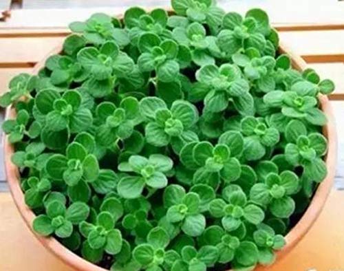 50pcs Semillas Hiedra Ornamental Bonsai Maceta, Facil de Cultivar