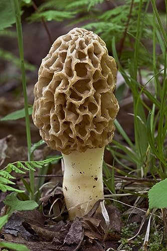 Morel Mushroom Sawdust Grow Kit - 40 Grams (Pack of 1) - Easy to Cultivate Prized Mushrooms at Home