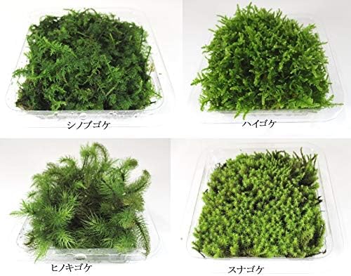 4種類の苔セット内容