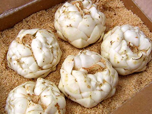 北海道四季工房 北海道北空知・美瑛産 ユリ根 （秀・L～2L ゆりね 百合根）