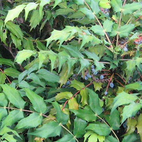 ヒイラギナンテン 樹高0.25m前後 15cmポット 【 単 品 】 ひいらぎなんてん 柊南天 日陰を好みます。 日が当たりすぎると傷みます。 苗 植木 苗木 生垣 目隠しのサムネイル