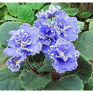 100 PCS Saintpaulia Ionantha Bonsai Beautiful Plant Bonsai Flower Bonsai African Violet Bonsai DIY Home Garden Plants: 11