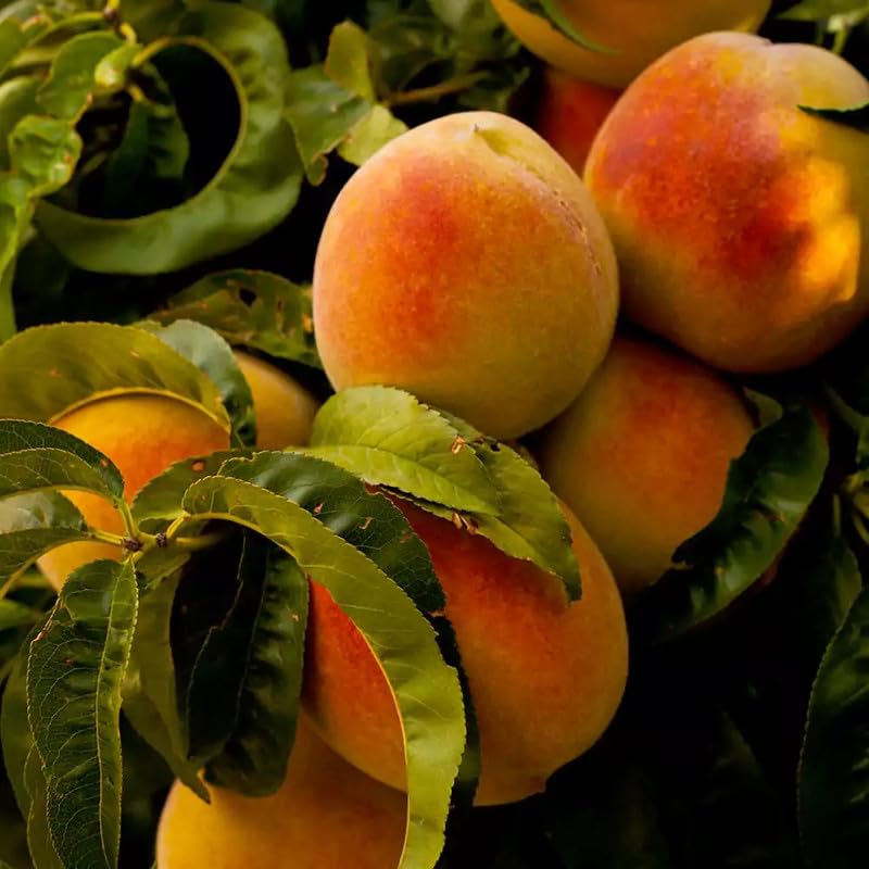 See full amazon price history chart for Mphmi Seedless Plant Fruit Plants Grafted Peach, (Prunus persica) Aadu � plant Mphmi Seedless Plant Fruit Plants Grafted Peach, (Prunus persica) Aadu � plant (B0CVVQWQPZ) Amazon Price History, Amazon Price Tracker