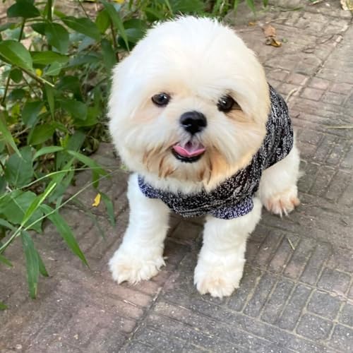 Image of Lulala Dog Sweater for Small Dogs Winter | Warm Woolen Pet Sweater for Shih Tzu, Pomeranian, Maltese | Soft Knit Dog Clothes for Puppy | Black & Grey Stylish Winterwear