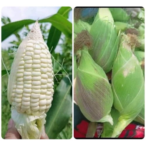 25+ BAP NEP NU SUA Round Shape Corn Seeds Waxy glutinous Corn Seeds Rare find Cutest Shape