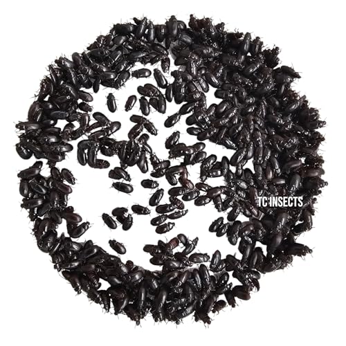 TC INSECTS Black Buffalo Beetle (25 Ct Beetle) | Cleaner