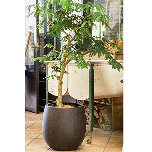 Amazon.co.jp: グラスファイバー製 軽量植木鉢 テラニアス バルーン