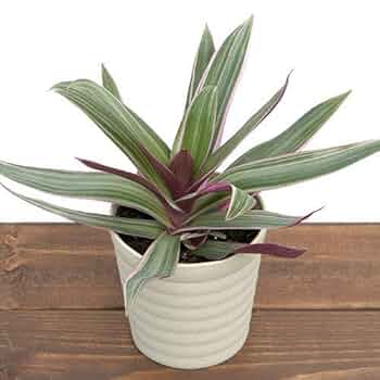 万年青　オモト　斑入り　3点セット❗ Amazon｜（観葉植物）ムラサキオモト 3．5号（1ポット