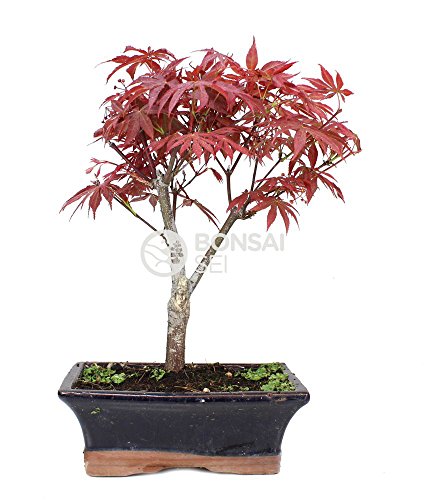 Bonsai - Arce, 9 Años (Bonsai Sei - Acer Palmatum Atropurpureum)