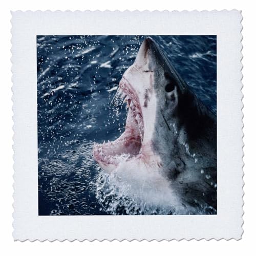 3dRose Head of White Shark Quilt Square, 10 x 10