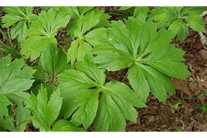Mayapple: A Woodland Delight for Your Garden