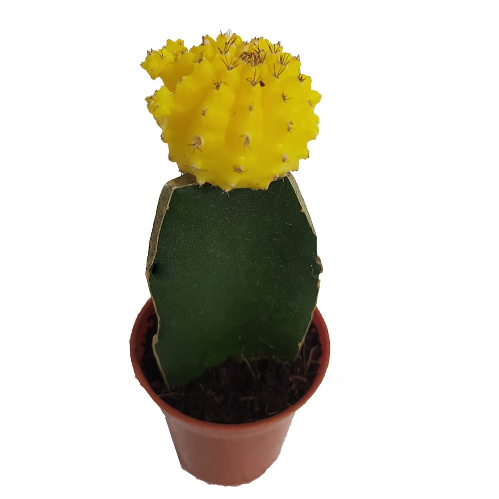 CAPPL Moon Cactus Small Live Plant (Yellow) (B078P6X8ZG) Amazon Price History, Amazon Price Tracker