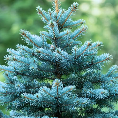 100 Blue Spruce Seeds for Planting | Colorado Blue Spruce, Picea pungens glauca | Attractive Trees fro Privacy or Landscaping