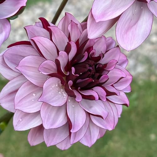 5 pz Tuberi di dalia resistenti - bulbi di dalia - Bulbi da fiore, fiori precoci, fiori per il balcone Dalia Lampadina della dalia Bulbi da fiore perenni resistenti, fiori regalo Piante