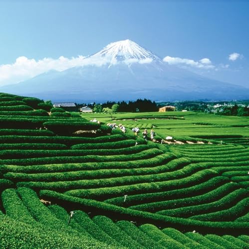 Té verde suelto orgánico wellness brasileño 3.5 oz miniatura 4