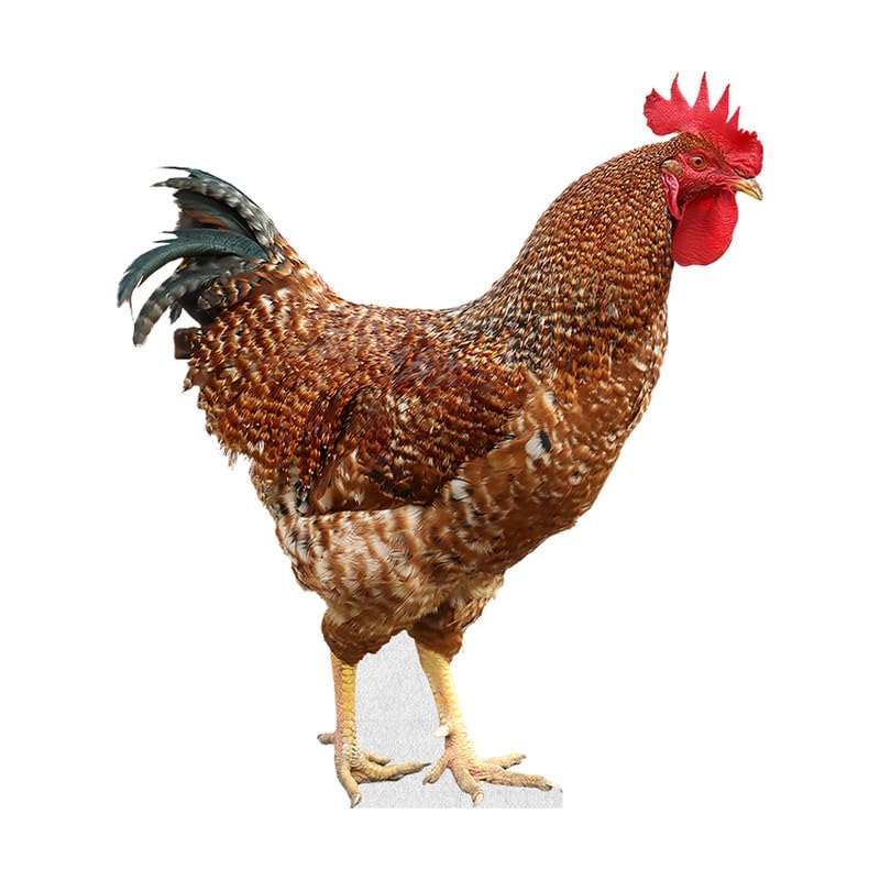 Rooster - Life Size Cardboard Cutout Standup People with Support Standee | Animals -1