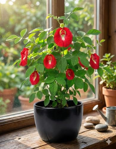 Image of New Live Red Aparajita Flower Plant with Pot | Rare Red Butterfly Pea Clitoria Ternatea Creeper | Fast Growing Medicinal Flowering Climber for Home Garden Balcony Terrace Outdoor Decor | Pack of 1