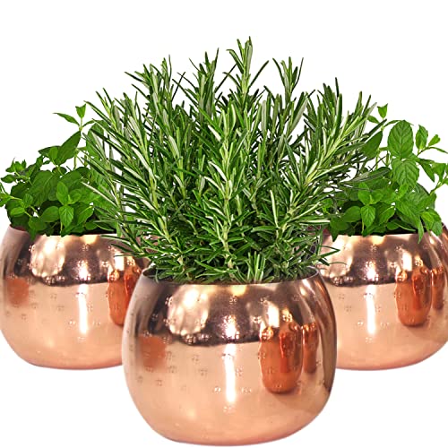 QMBasic Gourmet KRÄUTERTOPF 3- TEILIG ohne Bewässerungssystem...