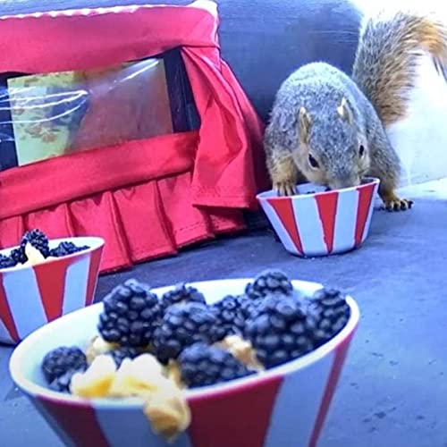 SAFS-0246 - 2022.06.13 - "Squirrels Love Movies!"