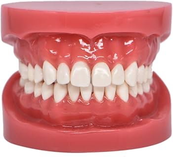 Amazon.co.jp: RZJZGZ 歯列模型 説明 教学 歯科インプラント 上下顎 Amazon.co.jp: RZJZGZ 歯列模型 説明 教学 歯科インプラント 上下顎