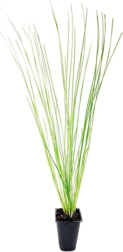 Miniatura 5 de Longleaf Pine Tree  10 plantas vivas  Pines Palustris  Árboles ecológicos de hoja perenne resistentes de rápido crecimiento