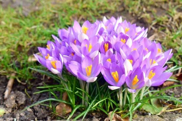 Image of IMP. Saffron | Crocus Excellent Quality Flower Bulbs for Attractive Aromatic Flowers Home Outdoor Gardening Plants Flowering Bulbs (pack of 12, Tommasinianus)