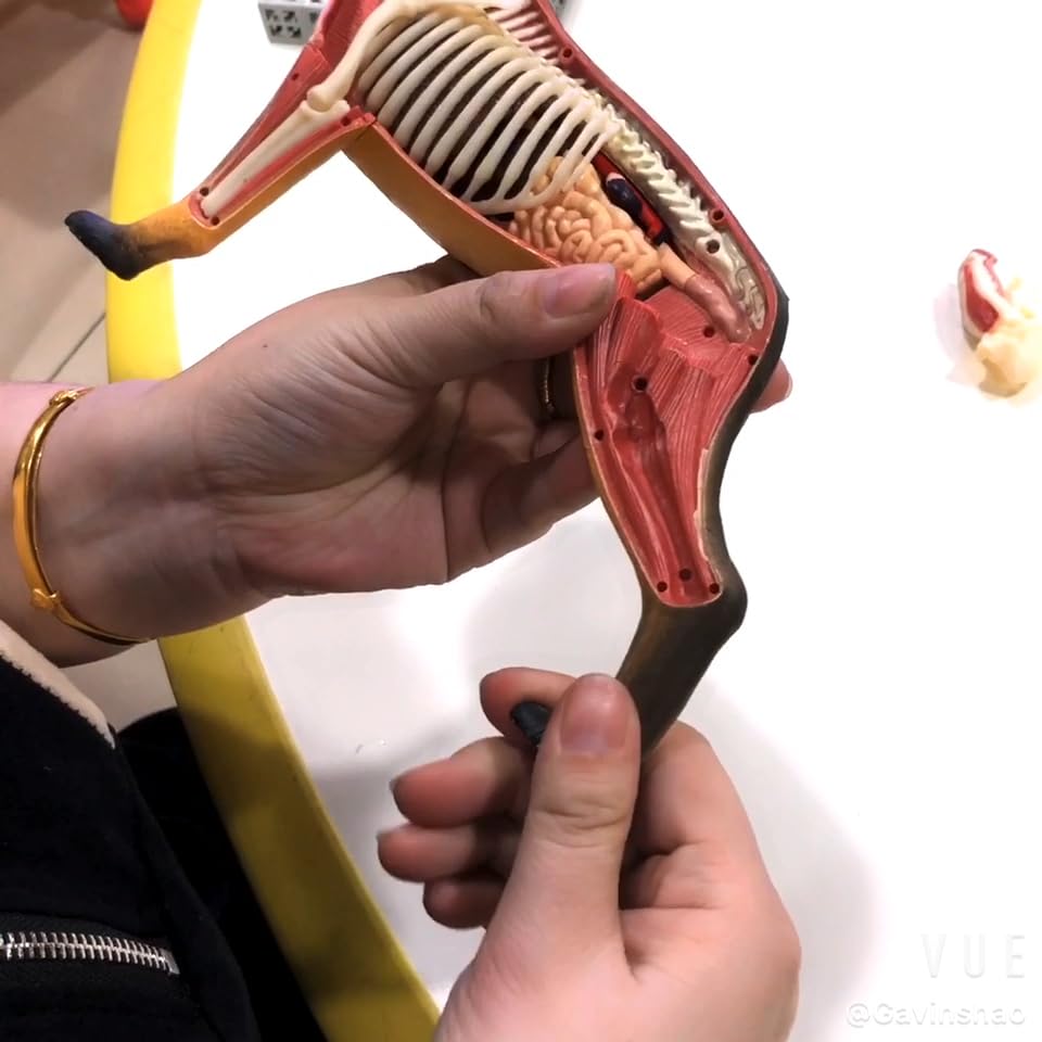 Amazon.co.jp: 4D VISION ジャーマン・シェパード リアル フィギュア