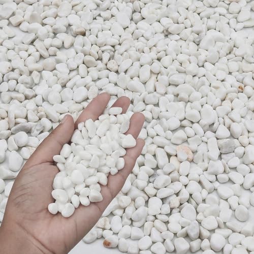 FAHAXIKI 3LB White Succulent & Cactus Gravel Pebbles - 1/4-3/8 Inch Natural Polished River Rocks Decorative Stones for Plants Terrariums Vases Aquariums & Outdoor Gardening