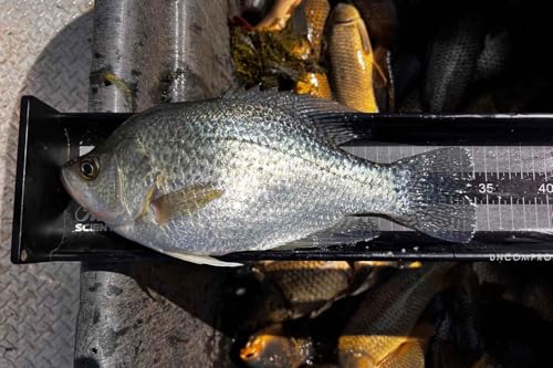 KETCH X Scientific Fish Measuring Board for Lab and Field (800mm)