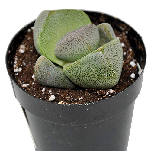 Pleiospilos nelii sp, Split Rock, Living Rock, Succulent
